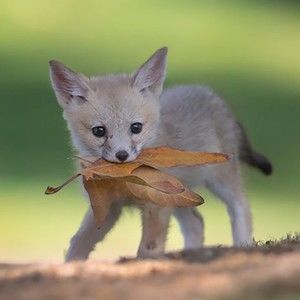 Meet your Posher, Kylie